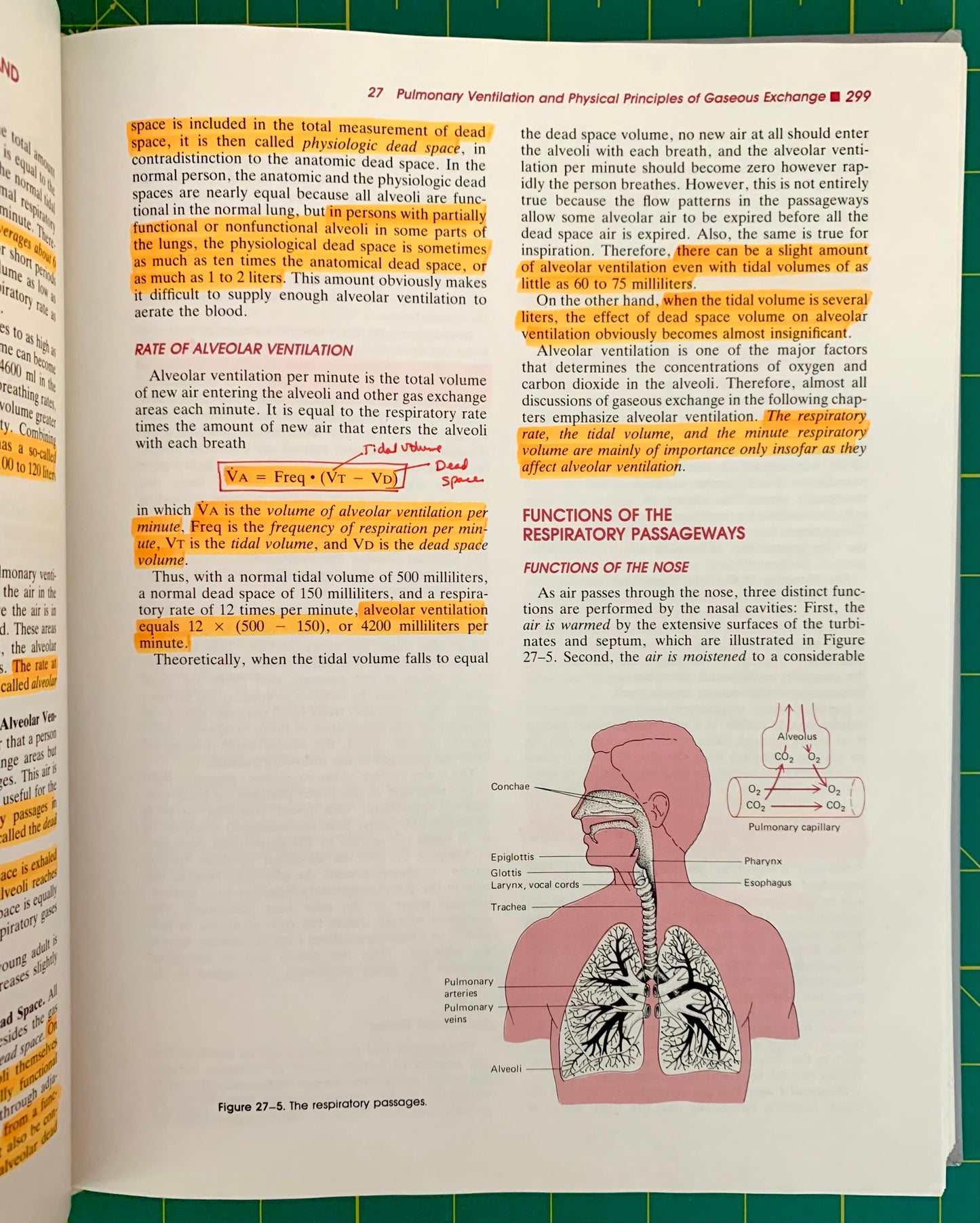 An open book showing a biology or anatomy page with text about respiratory physiology, highlighted in yellow, plus a pink anatomical diagram of the respiratory system and lungs.
[additional_image_link]