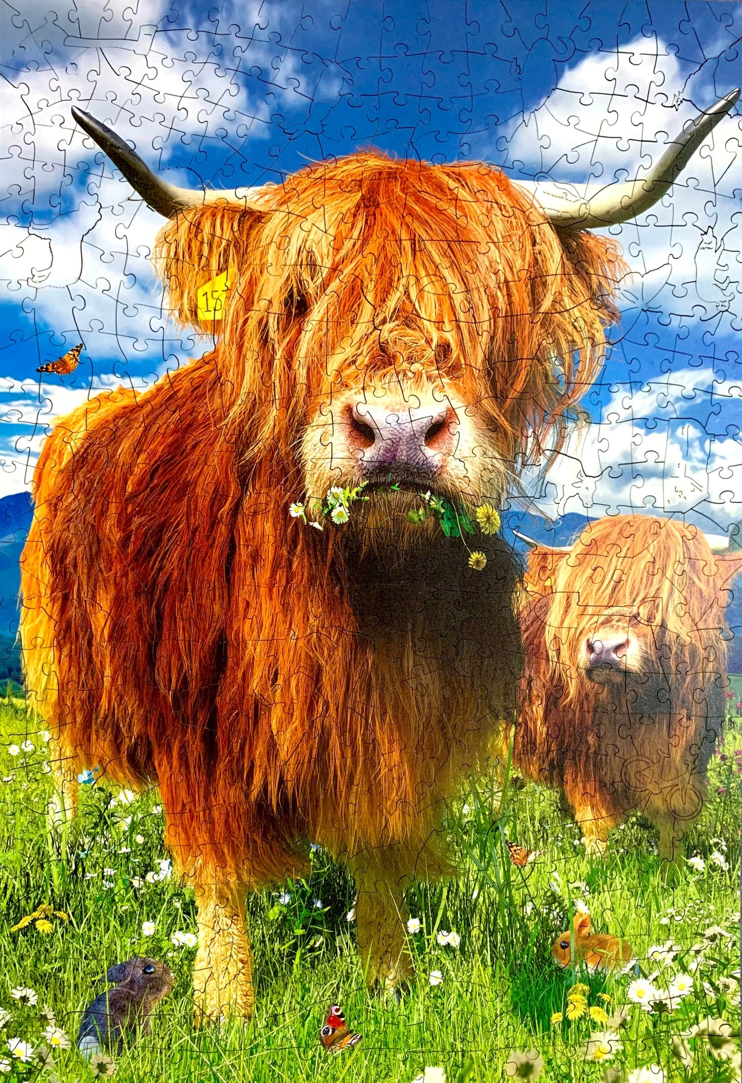 jigsaw puzzle highland cows
Photo by Karen King [additional_image_link