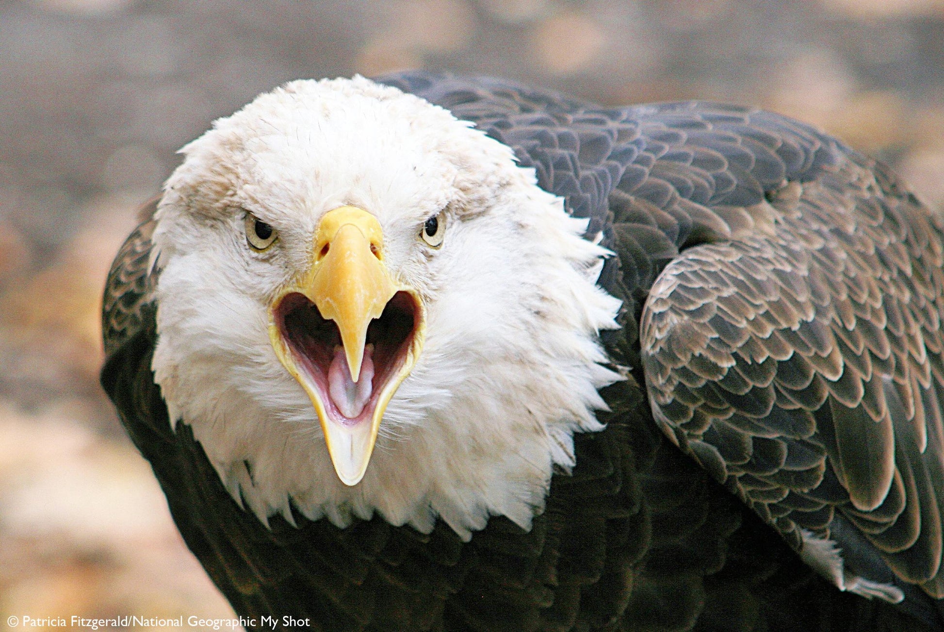 Close-up photograph of a bald eagle with a white head, dark brown feathers, and a yellow beak, shown against a blurred natural background.
Photo by National Geographic [additional_image_link]
