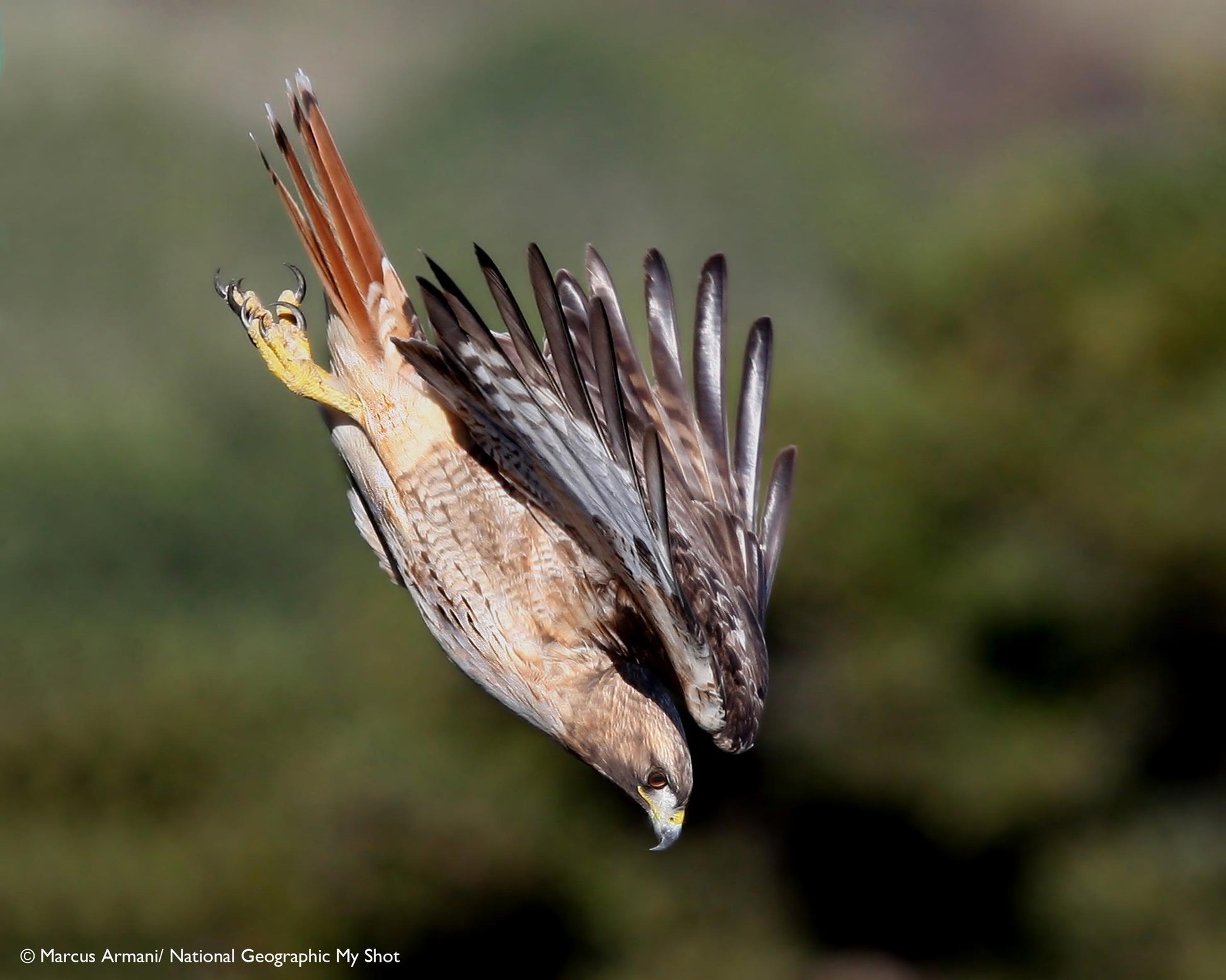 A high-speed wildlife photograph of a hawk in flight, captured mid-air with wings spread wide against a soft, blurred green background. The bird's feathers are detailed, showing brown, gray, and black patterns, with its yellow talons extended.
Photo by National Geographic [additional_image_link]