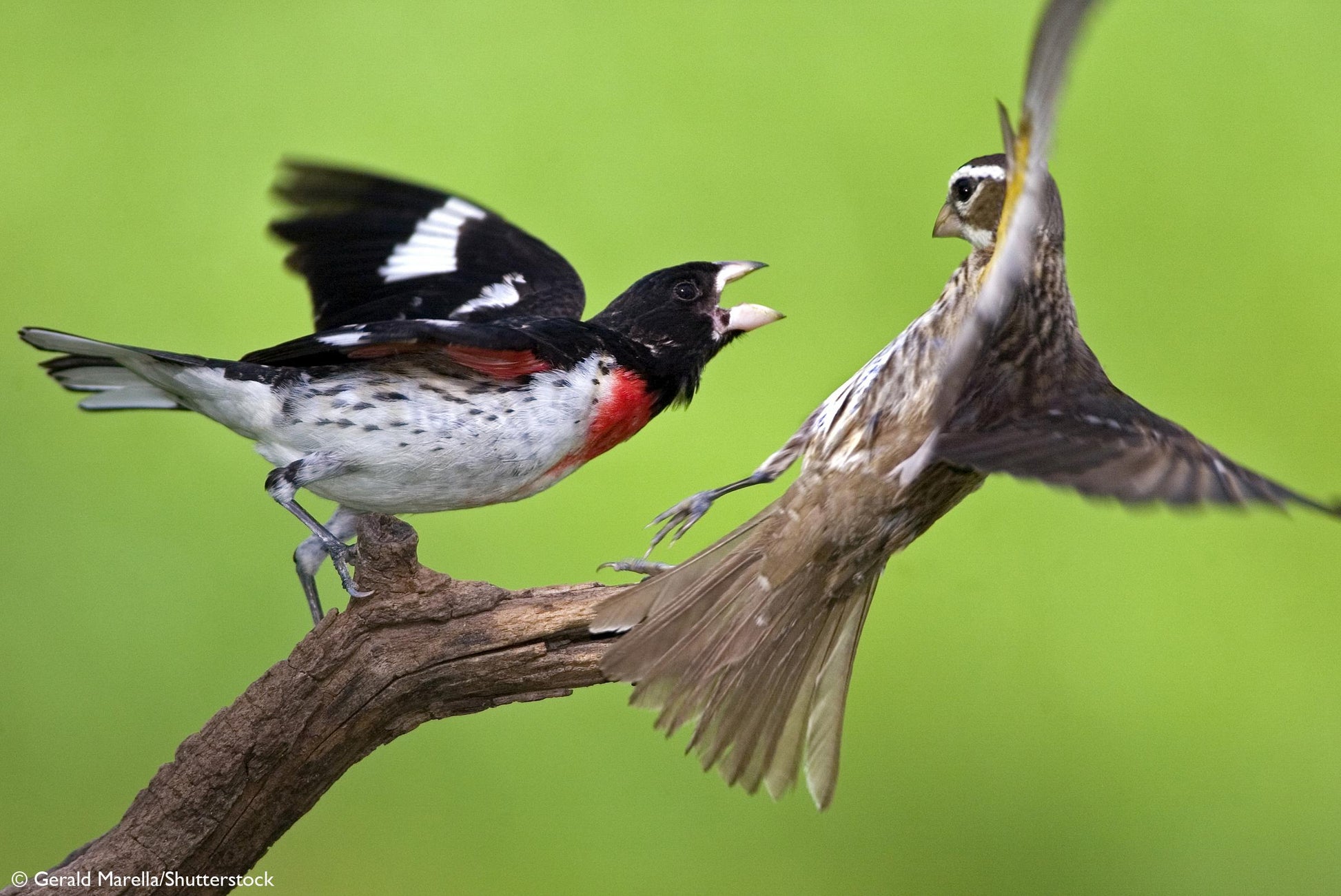 A dynamic nature photograph of two birds in flight and perched on a branch against a soft green background. The bird on the left is black and white with a bright red chest, and the bird on the right is brown and beige with wings spread wide.
Photo by National Geographic [additional_image_link]