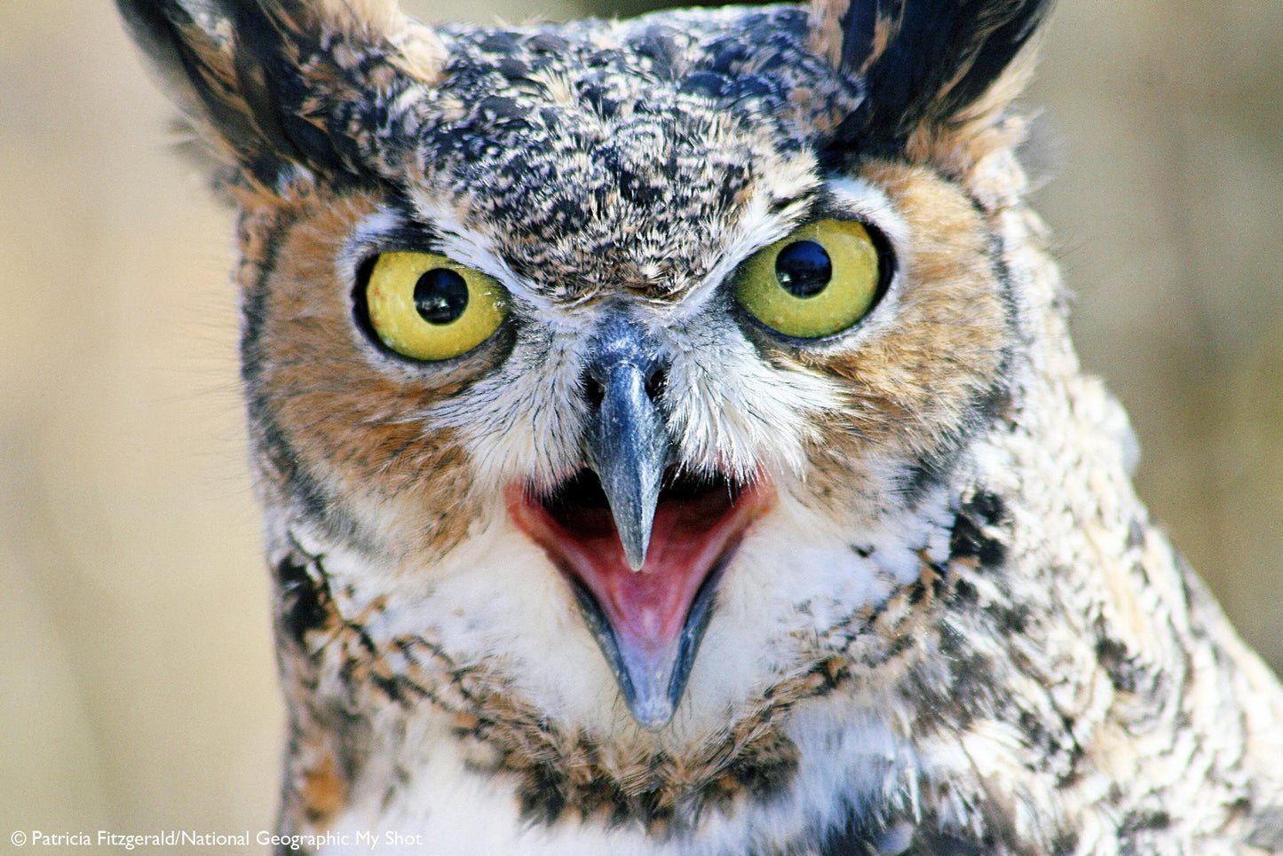A close-up photograph of a great horned owl with bright yellow eyes and an open beak, shown against a soft blurred natural background.
Photo by National Geographic [additional_image_link]