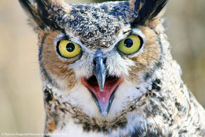 A close-up photograph of a great horned owl with bright yellow eyes and an open beak, shown against a soft blurred natural background.
Photo by National Geographic [additional_image_link]