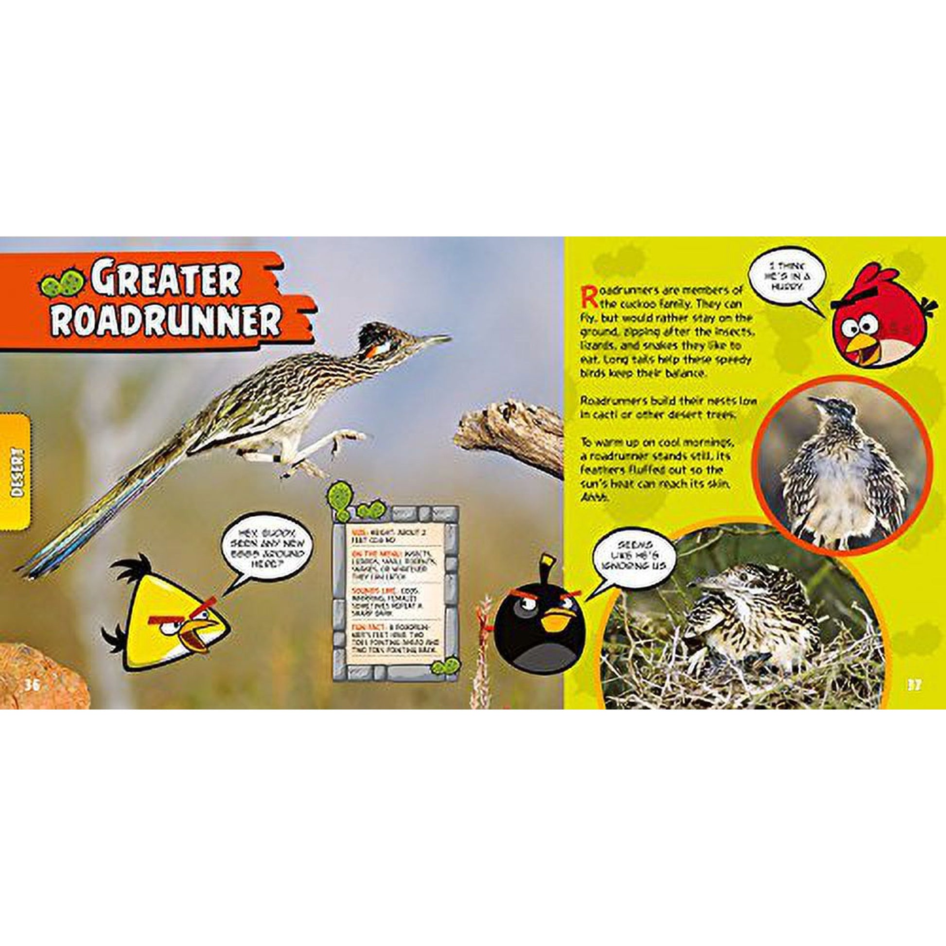 A children's educational book page about the Greater Roadrunner, featuring a large bird photo, text, cartoon bird illustrations, and two circular nature photos on a split green and yellow layout.
[additional_image_link]