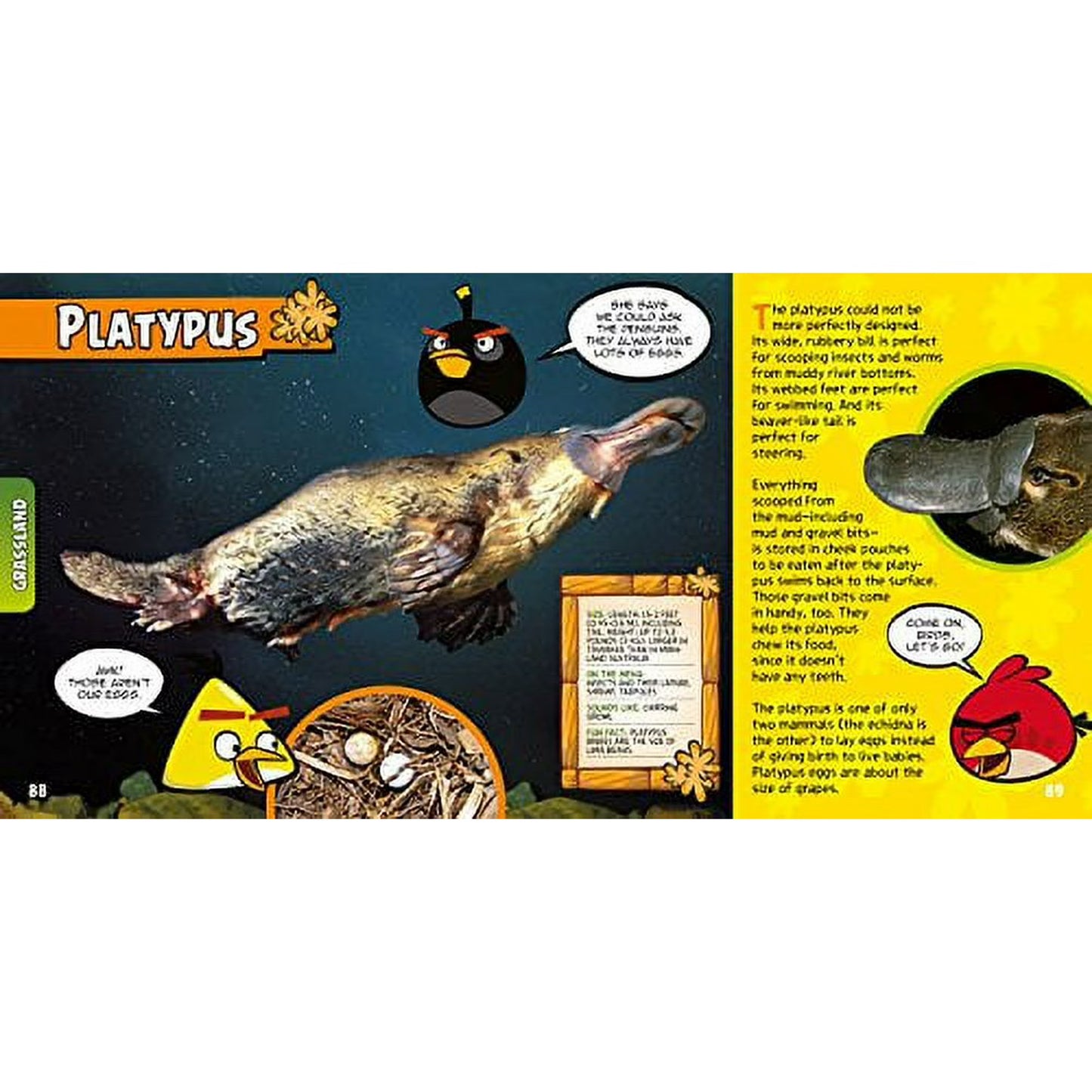 A children's educational book page about platypuses, featuring a large photo of a real platypus, cartoon red birds, speech bubbles, and text on a split dark blue and yellow background.
[additional_image_link]