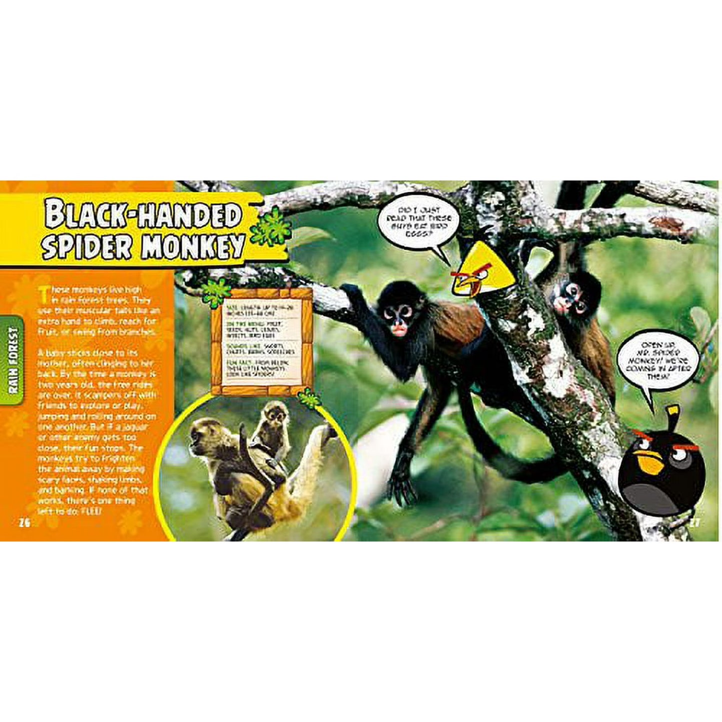 A children's educational book page titled 'Black-Handed Spider Monkey' showing a large photo of spider monkeys hanging from branches, a text panel, a small inset photo, and cartoon Angry Birds characters with speech bubbles on a white page background.
[additional_image_link]