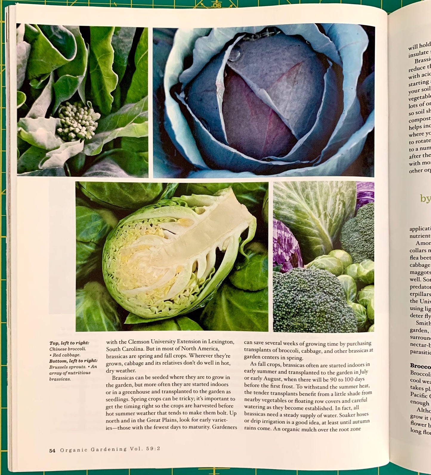 An open book spread showing a gardening article page with two large photographs of green and purple leafy vegetables, plus columns of text. The visible page header reads 'Organic Gardening Vol.
[additional_image_link]