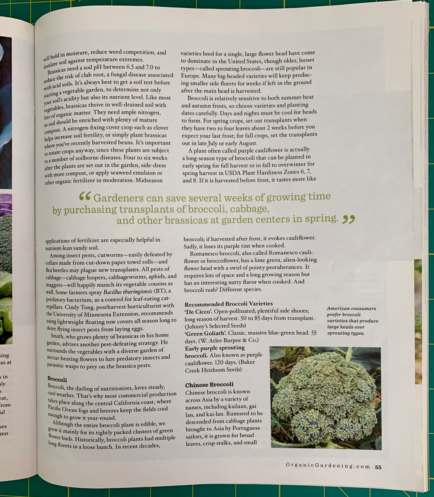 An open book spread showing a gardening article page with columns of text, a quote, and a small color photo of broccoli plants at the bottom right.
[additional_image_link]