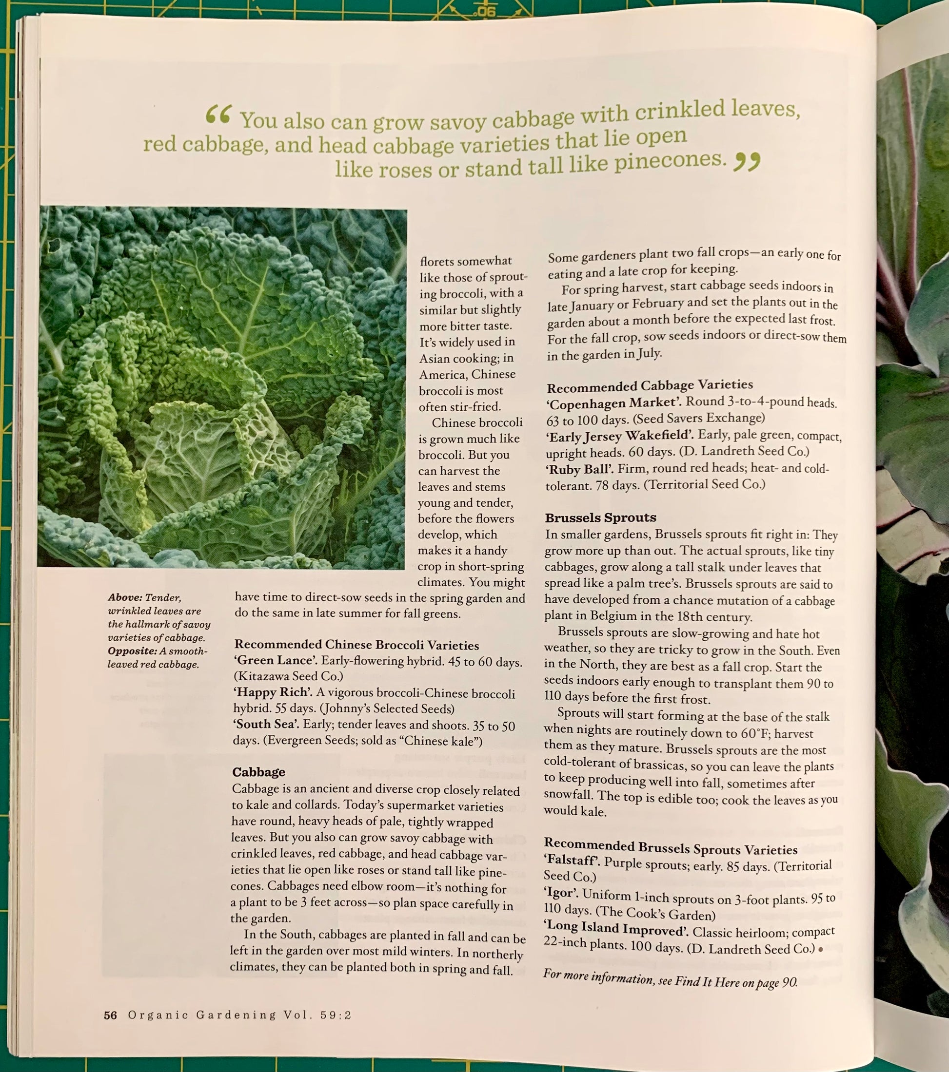 magazine page with photo of lettuce plant
[additional_image_link]