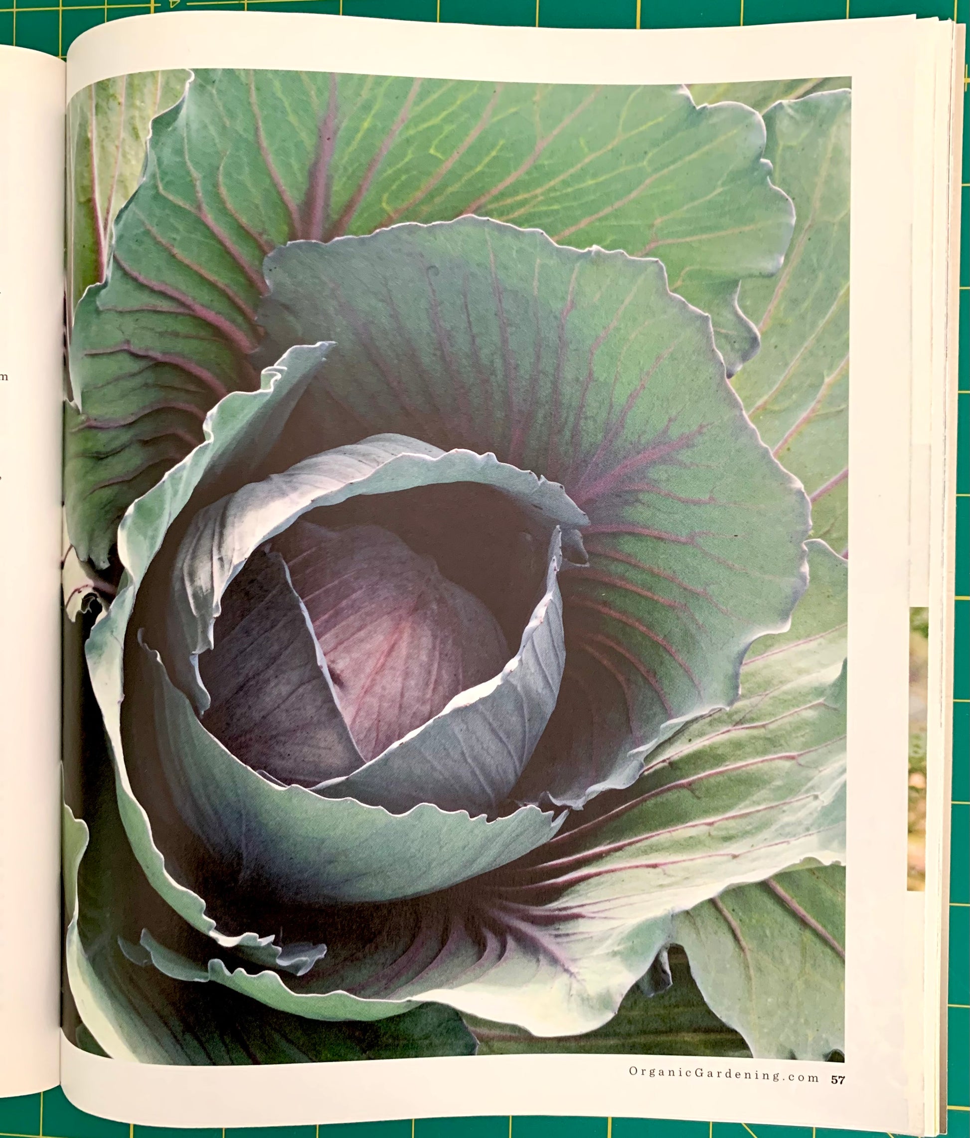 An open book or magazine page showing a close-up botanical photograph of a cabbage or kale head, with white page margins and a green cutting mat visible around the edges.
[additional_image_link]
