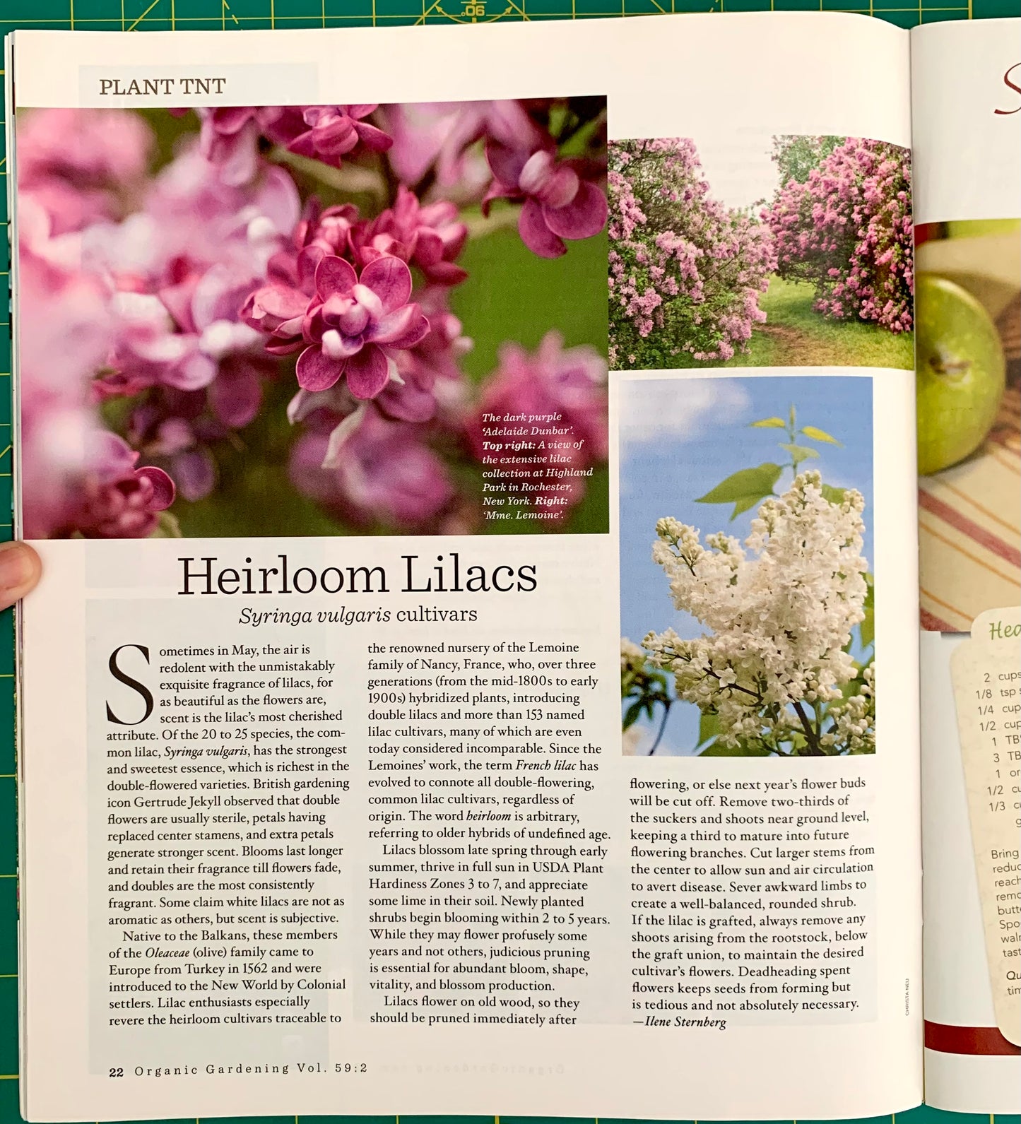 Magazine page with several pink and white lilac, heading (Hairloom Lilacs).
[additional_image_link]