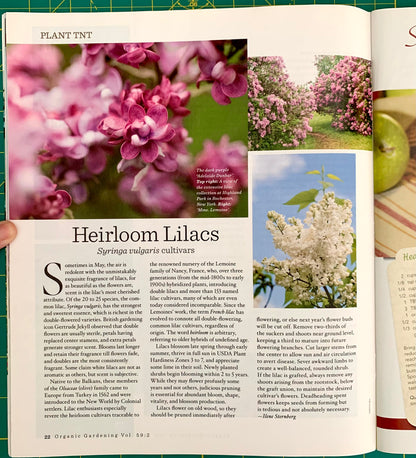 Magazine page with several pink and white lilac, heading (Hairloom Lilacs).
[additional_image_link]
