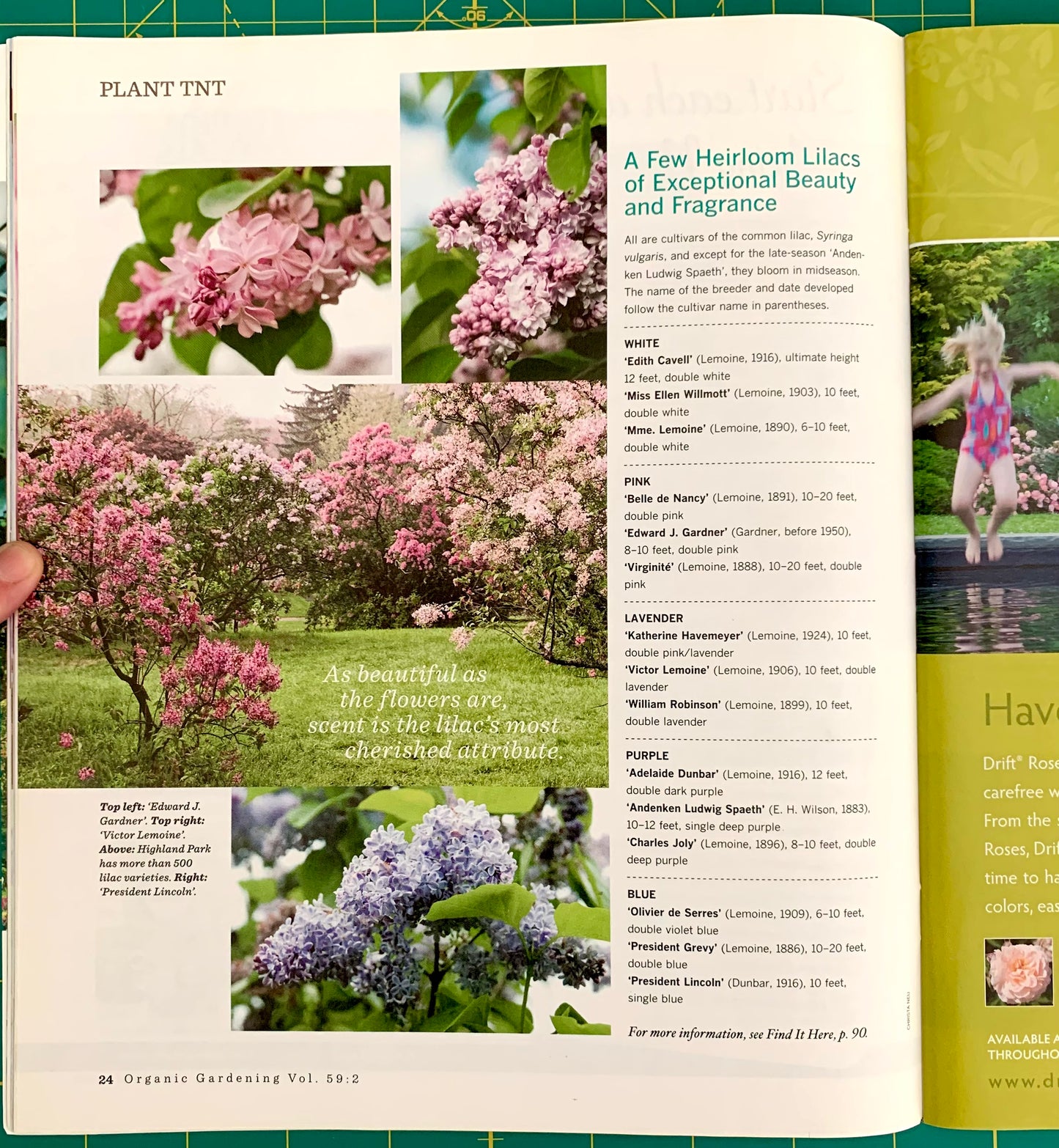 An open printed gardening book spread showing pages about lilacs, with photos of pink, purple, and white flowers, text columns, and a green grid pattern along the top edge. A hand is visible holding the left page.
[additional_image_link]