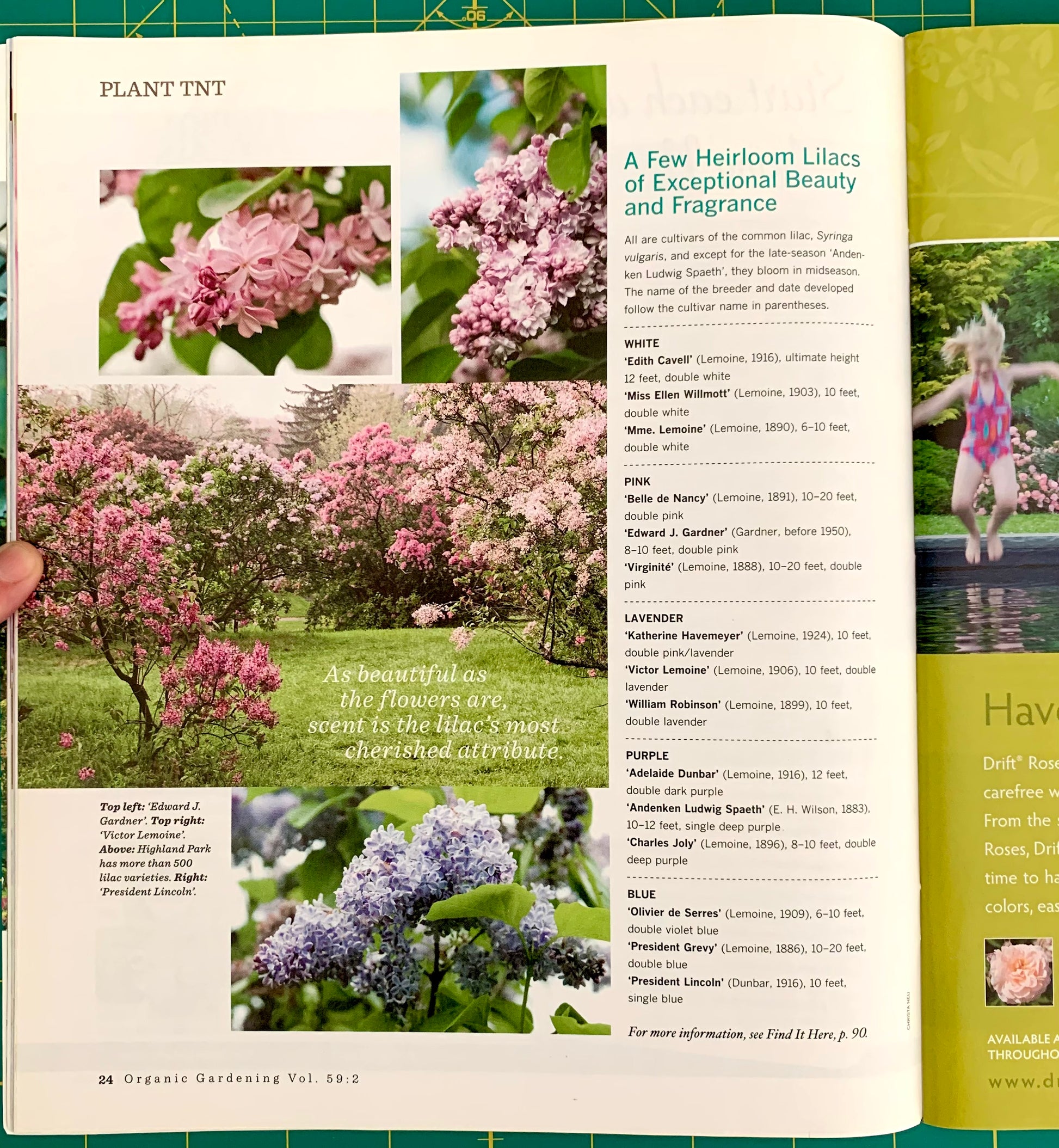 An open printed gardening book spread showing pages about lilacs, with photos of pink, purple, and white flowers, text columns, and a green grid pattern along the top edge. A hand is visible holding the left page.
[additional_image_link]
