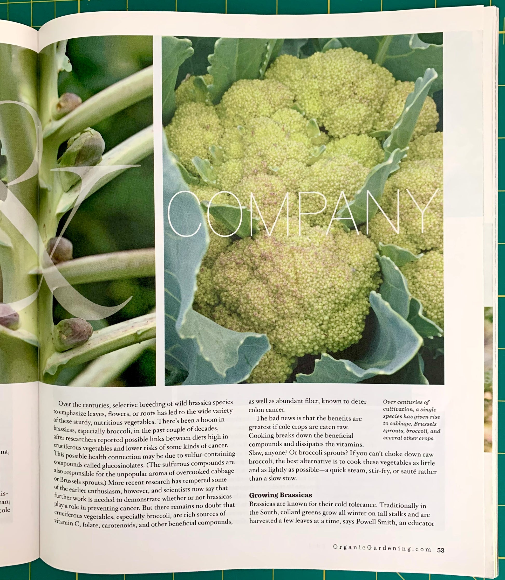 An open magazine or book spread featuring a large photograph of green succulent leaves on the left page and printed text on the right page, with the headline 'GROWING BRASSICAS' visible.
[additional_image_link]