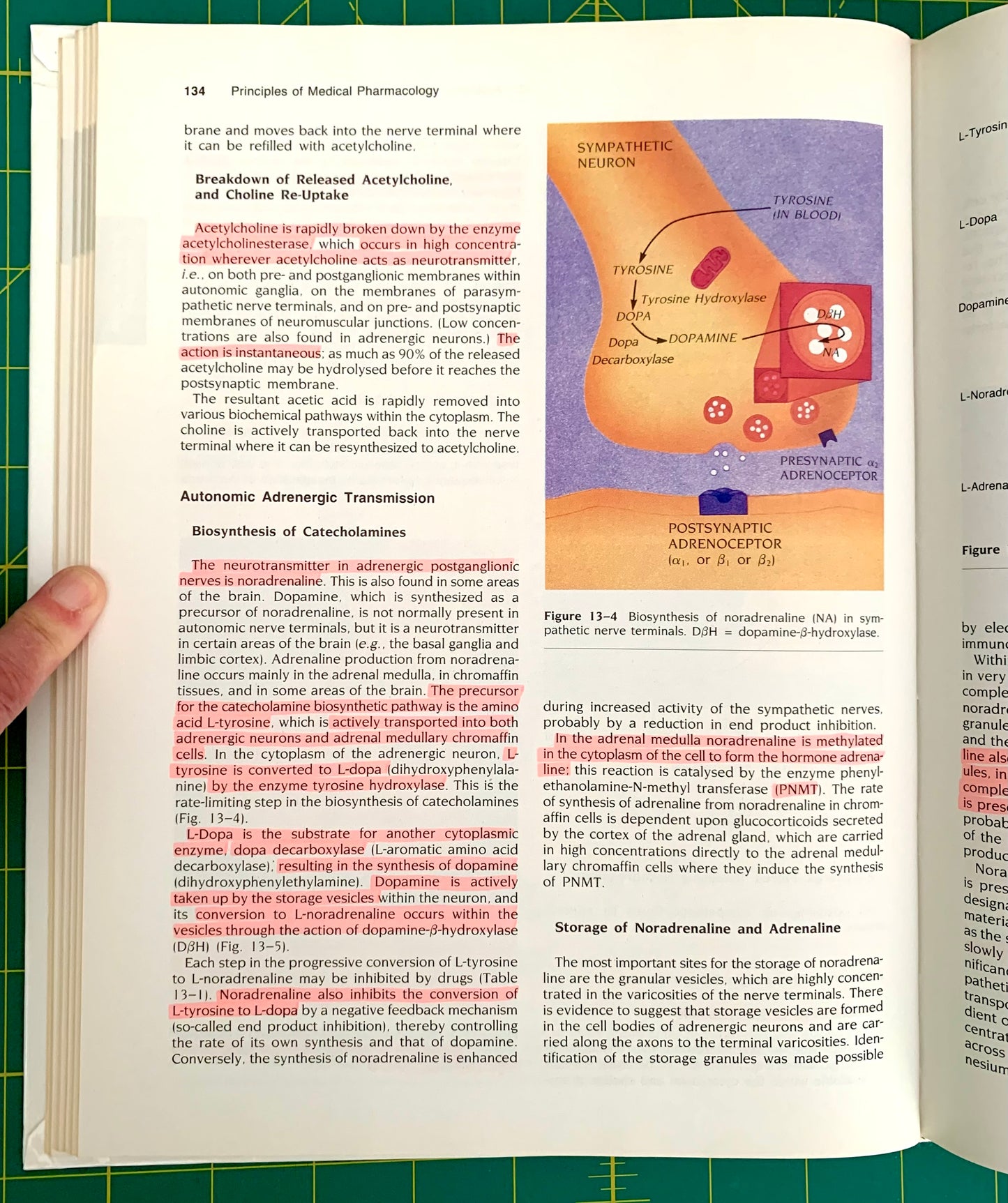 An open book with highlighting showing printed pages with text and a physiology diagram about autonomic transmission, with a person's fingers holding the left page open.
[additional_image_link]