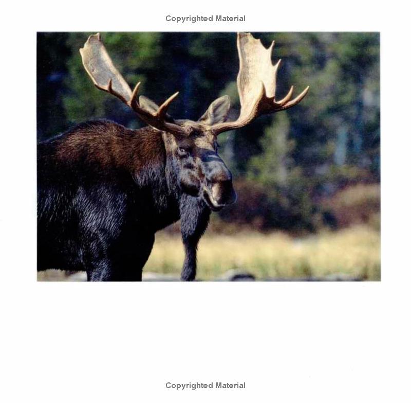 photo of moose
Photo by Down East Books [additional_image_link]