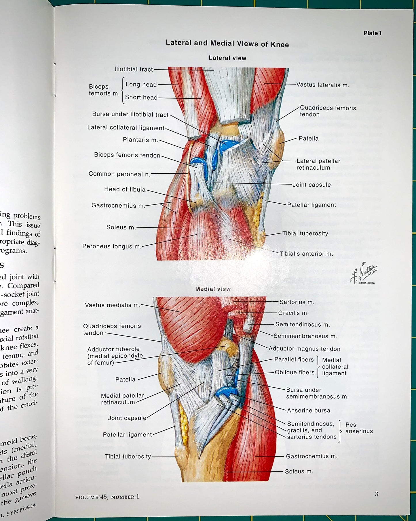 An anatomical diagram page showing labeled lateral and medial views of the knee with red, blue, and beige muscle and ligament illustrations on a white page.
[additional_image_link]