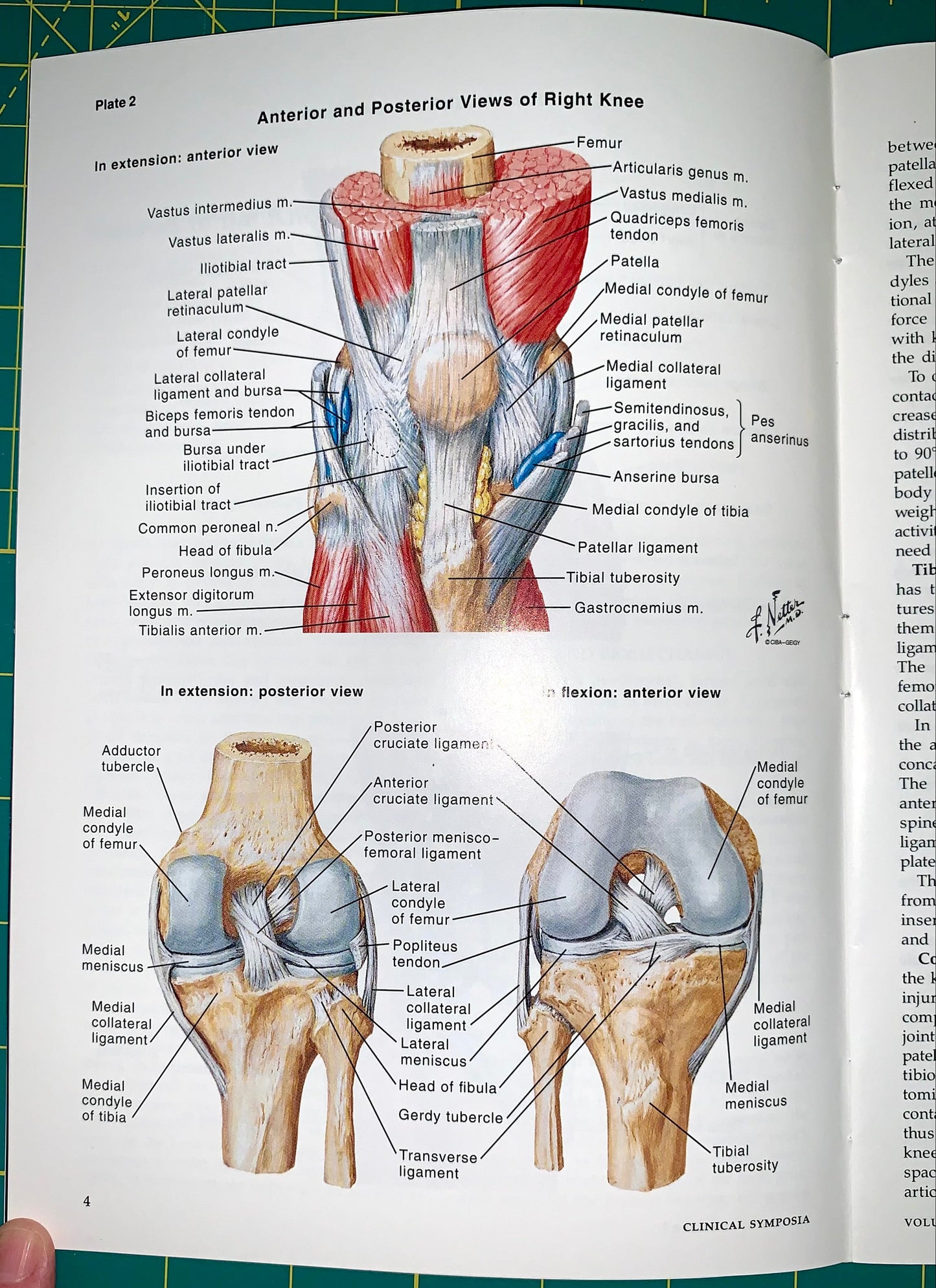 An open anatomy textbook page showing labeled anterior and posterior views of the right knee with muscle and ligament diagrams, photographed on a green cutting mat.
[additional_image_link]