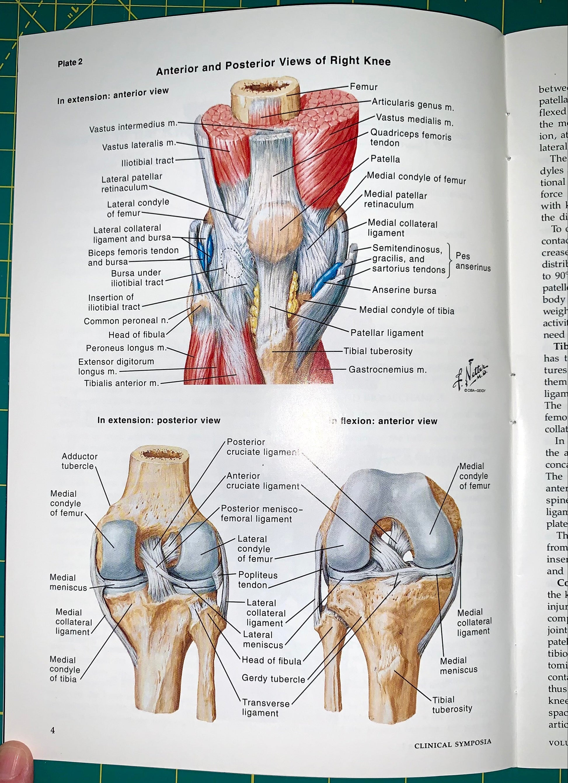 An open anatomy textbook page showing labeled anterior and posterior views of the right knee with muscle and ligament diagrams, photographed on a green cutting mat.
[additional_image_link]