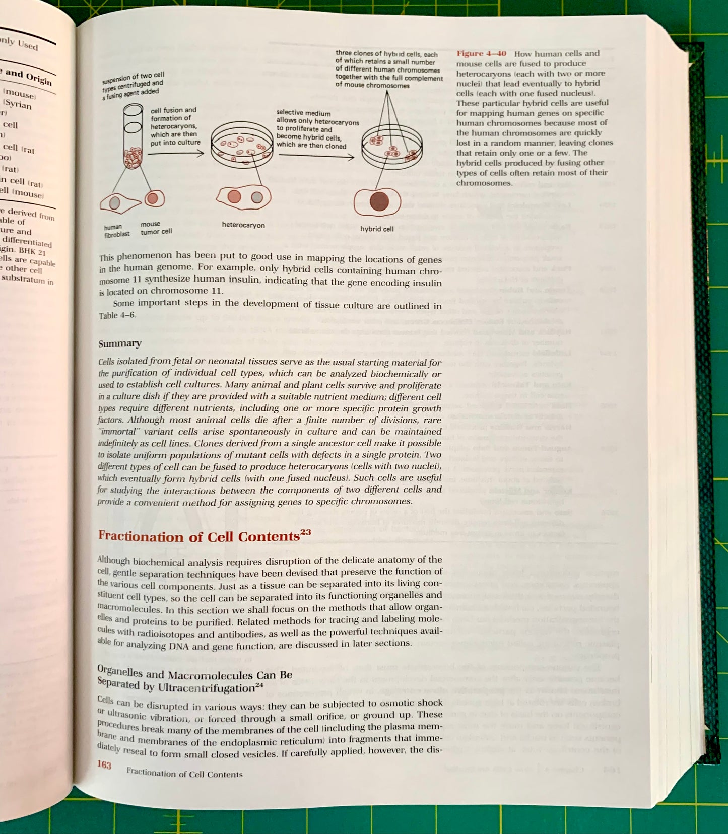An open textbook spread showing biology content about cell division, with diagrams of mitosis and meiosis, text sections, and page number 362 on a green cutting mat.
[additional_image_link]