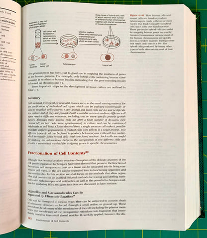 An open textbook spread showing biology content about cell division, with diagrams of mitosis and meiosis, text sections, and page number 362 on a green cutting mat.
[additional_image_link]