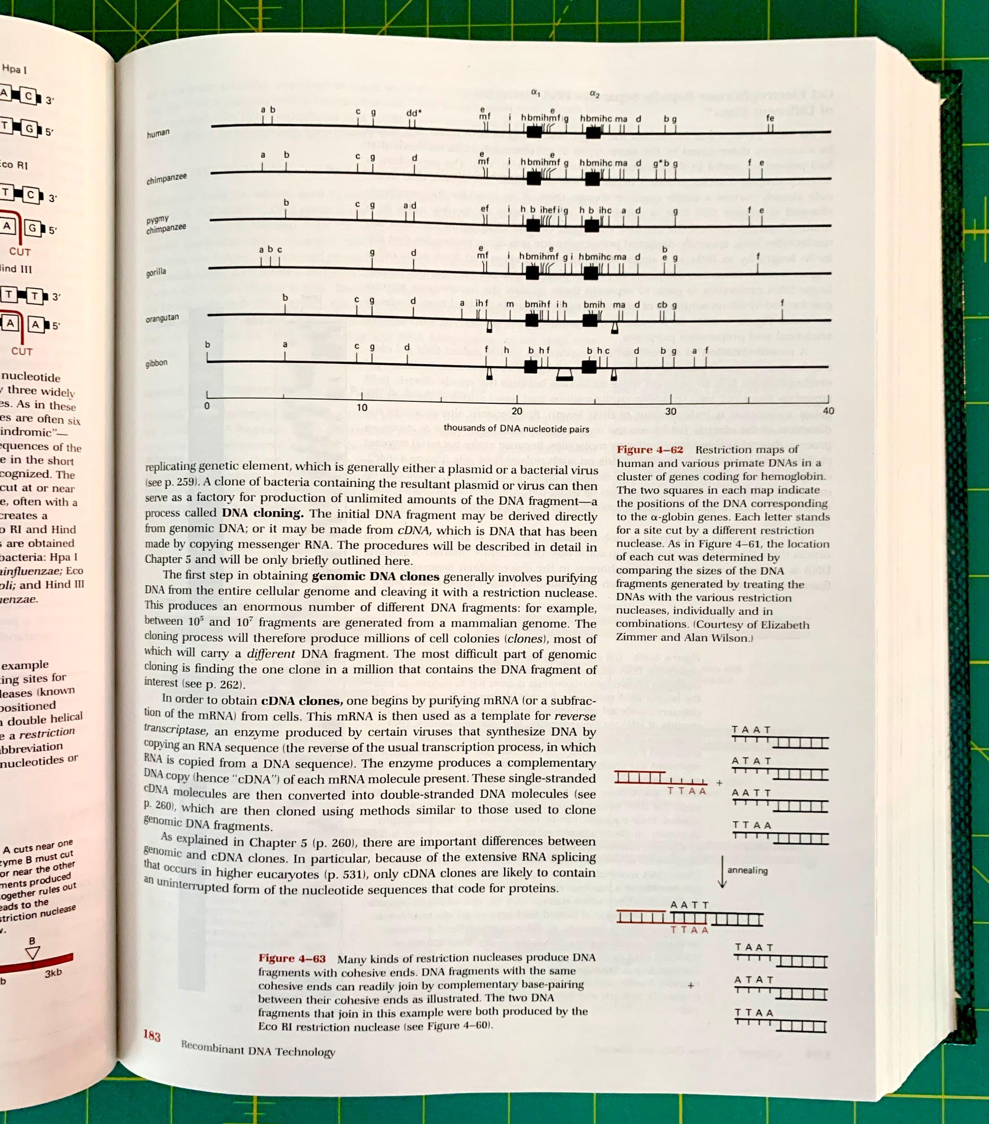 An open book showing printed DNA sequence diagrams and explanatory text on a green cutting mat background.
[additional_image_link]