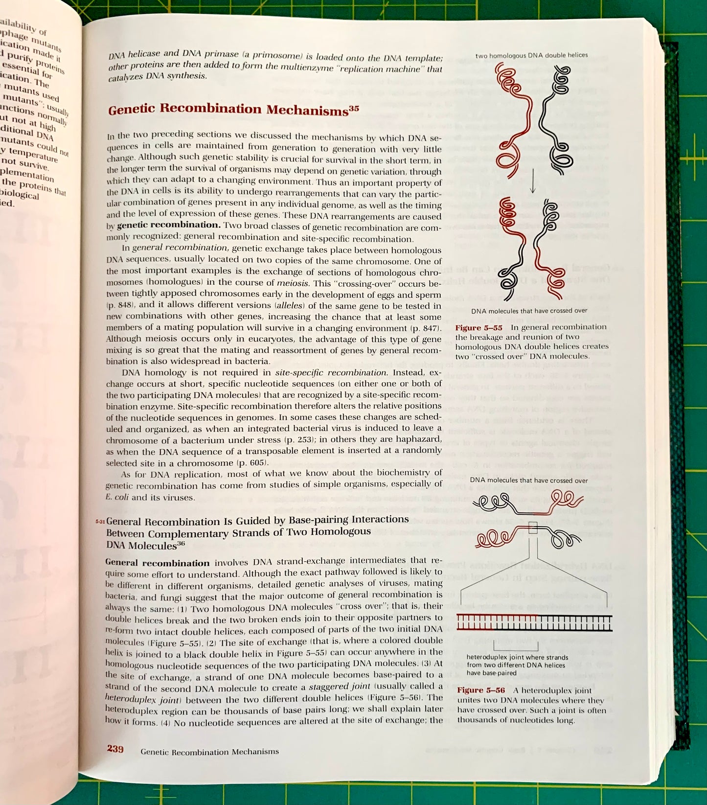 An open book spread showing a biology page titled 'Genetic Recombination Mechanisms' with dense text, two DNA diagram figures, and a green grid background around the pages.
[additional_image_link]