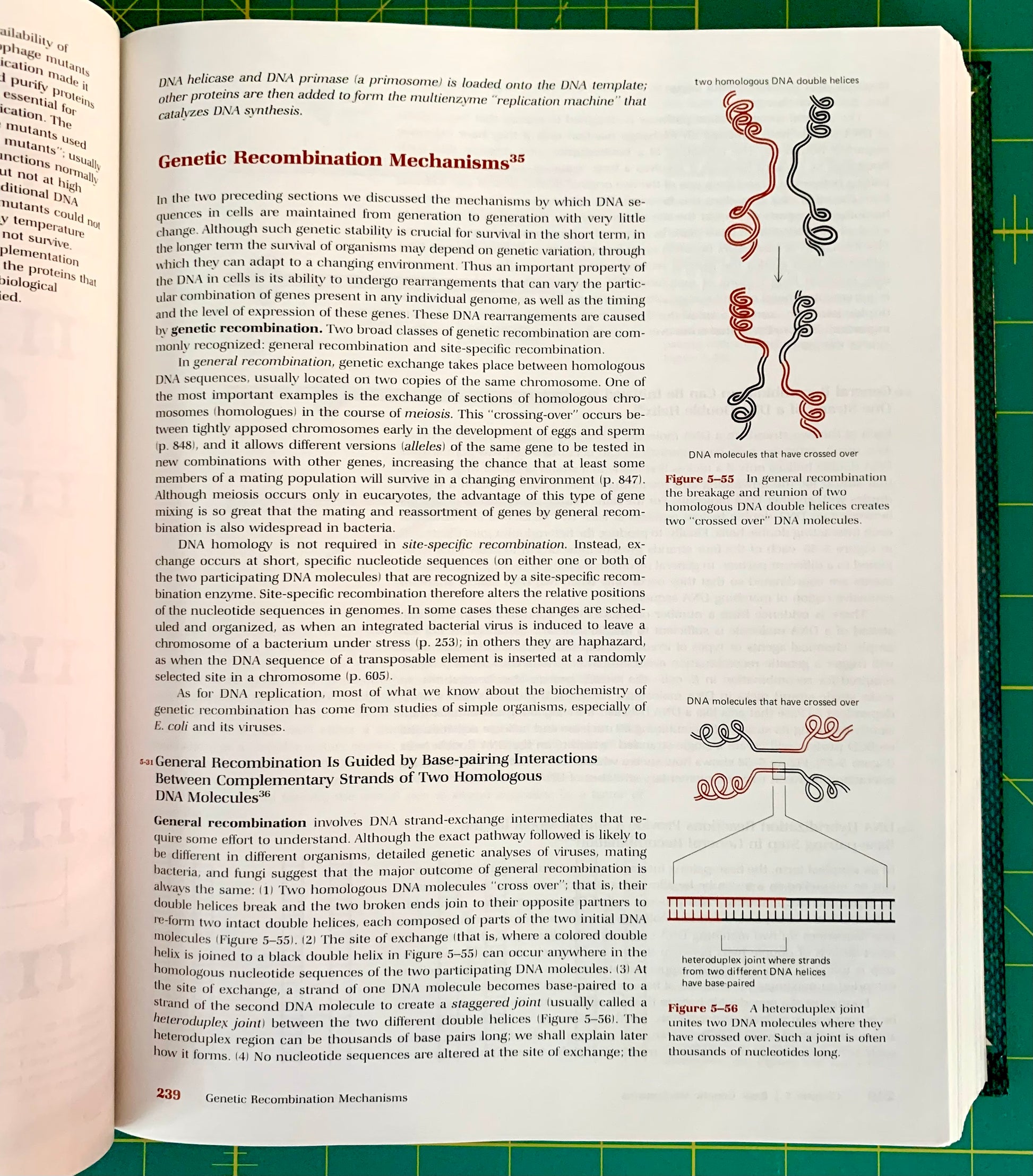 An open book spread showing a biology page titled 'Genetic Recombination Mechanisms' with dense text, two DNA diagram figures, and a green grid background around the pages.
[additional_image_link]
