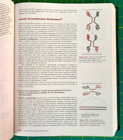 An open book spread showing a biology page titled 'Genetic Recombination Mechanisms' with dense text, two DNA diagram figures, and a green grid background around the pages.
[additional_image_link]