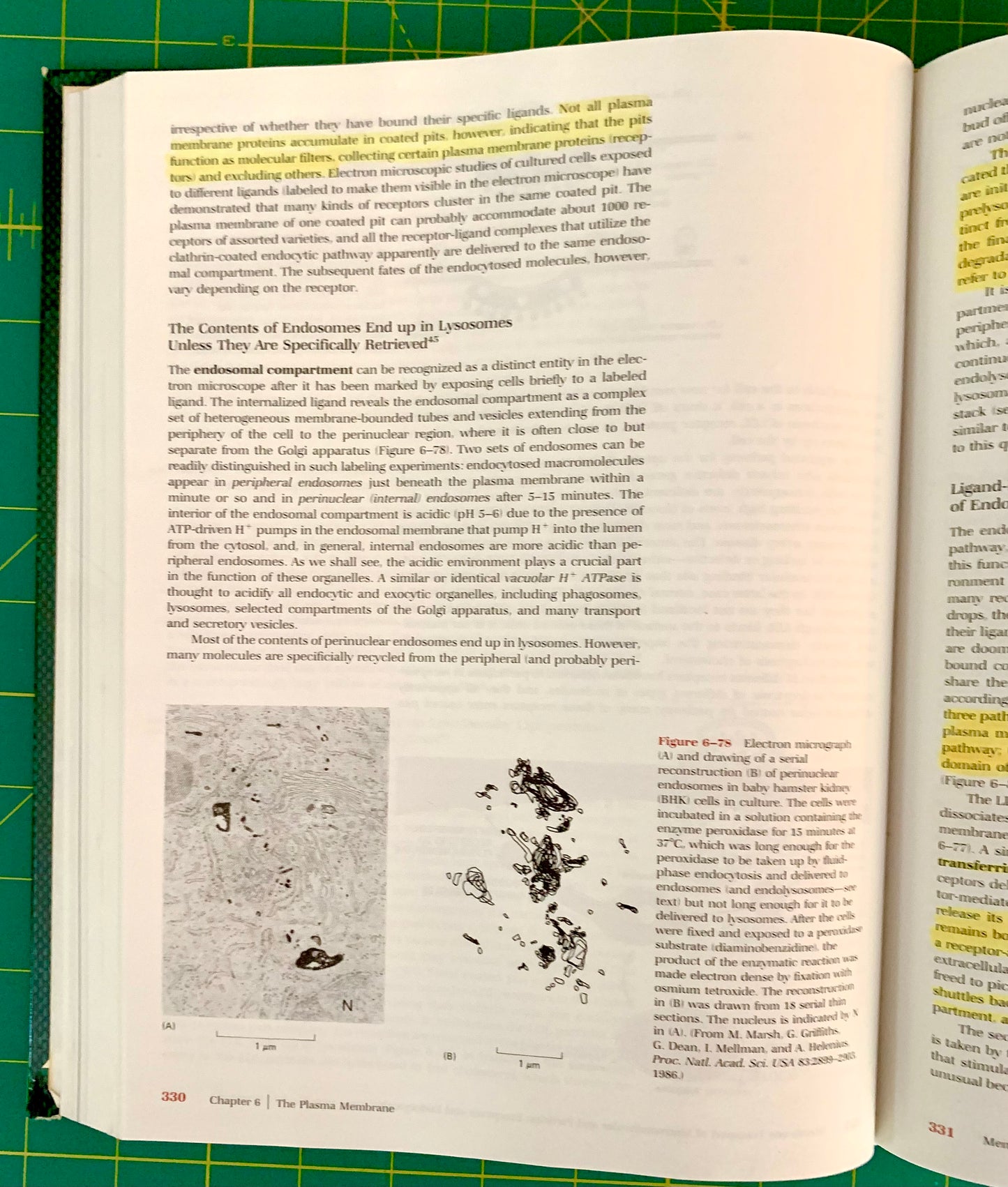 An open book showing printed text and a small black-and-white scientific illustration on the left page with highlighted passages, photographed on a green cutting mat background.
[additional_image_link]