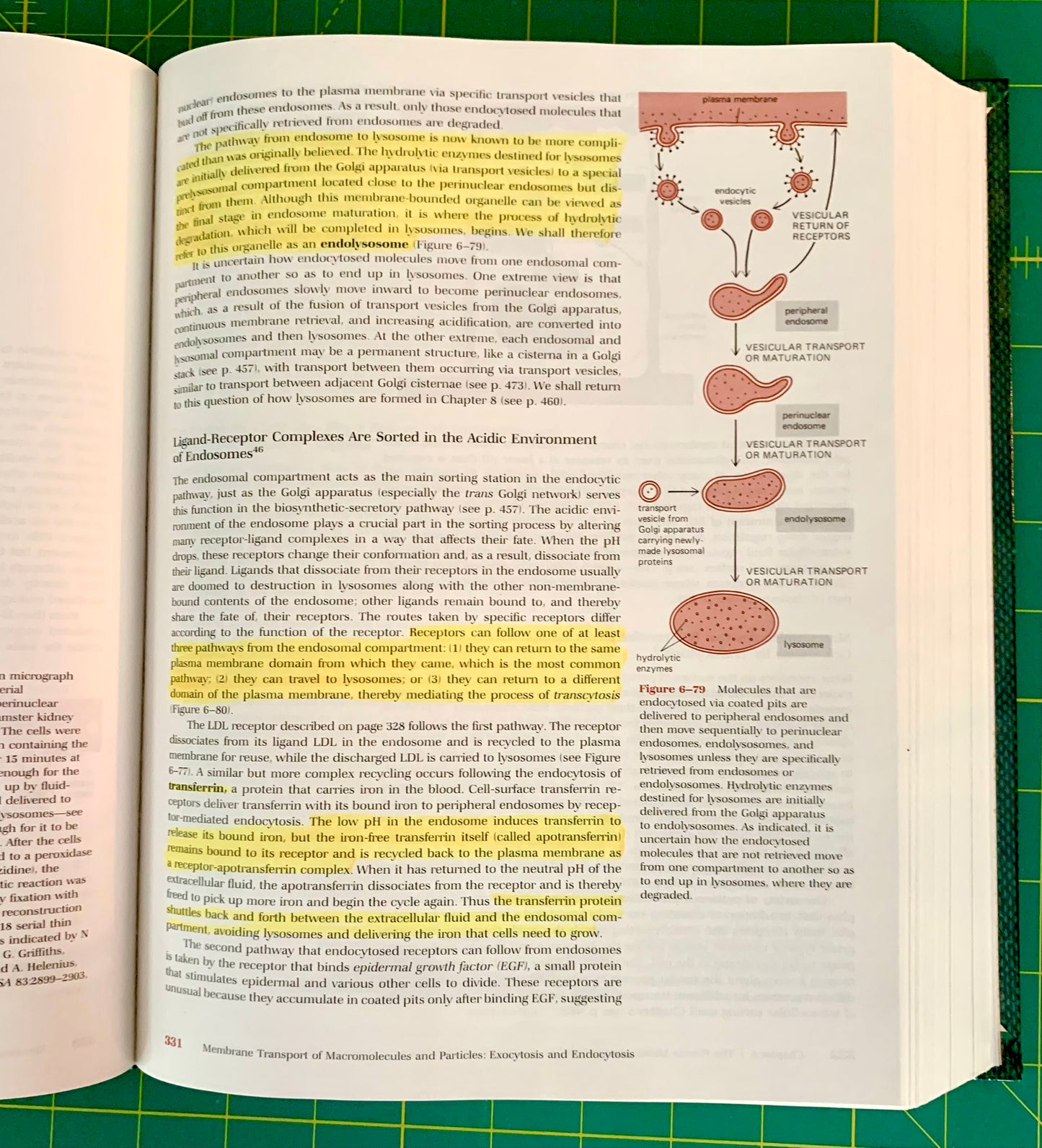 An open textbook spread showing biology text and diagrams about receptor signaling pathways with highlighted passages, photographed on a green cutting mat.