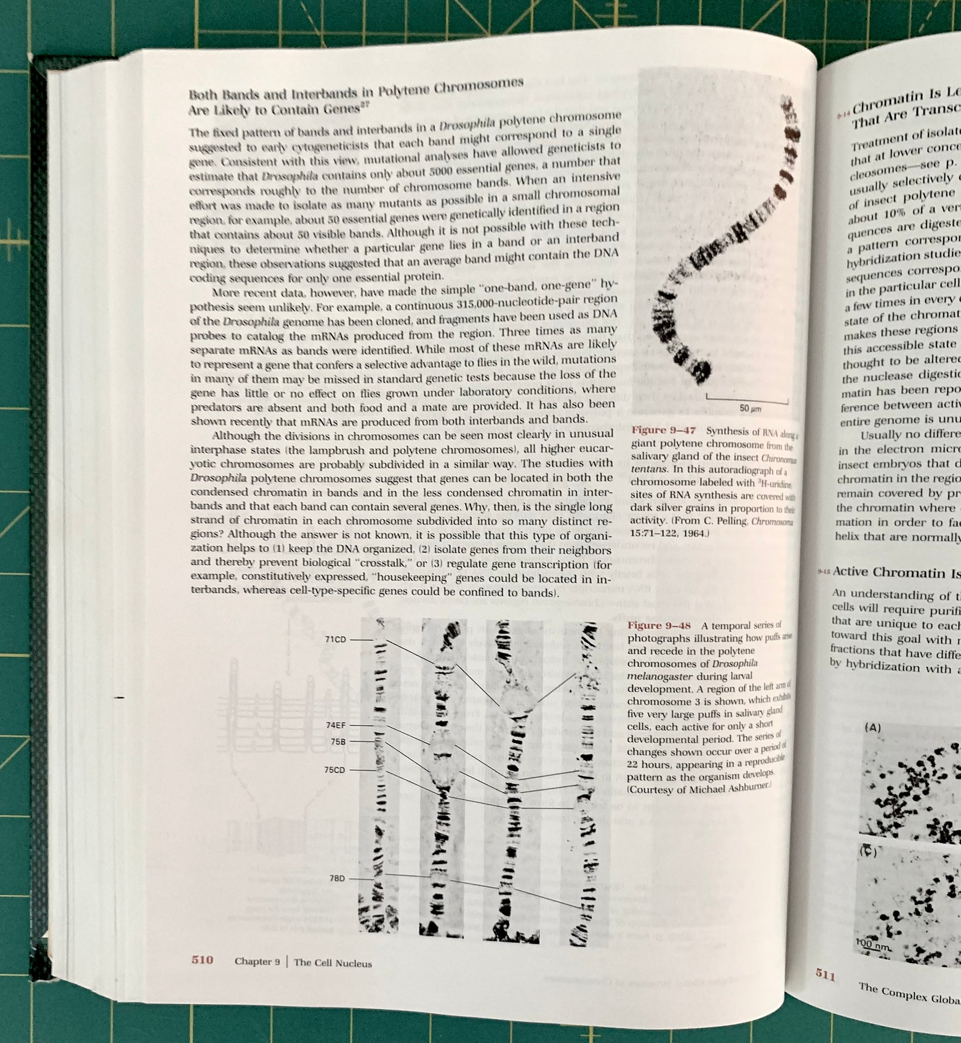 An open book showing printed scientific text and chromosome diagrams, photographed from above on a green cutting mat background.
[additional_image_link]