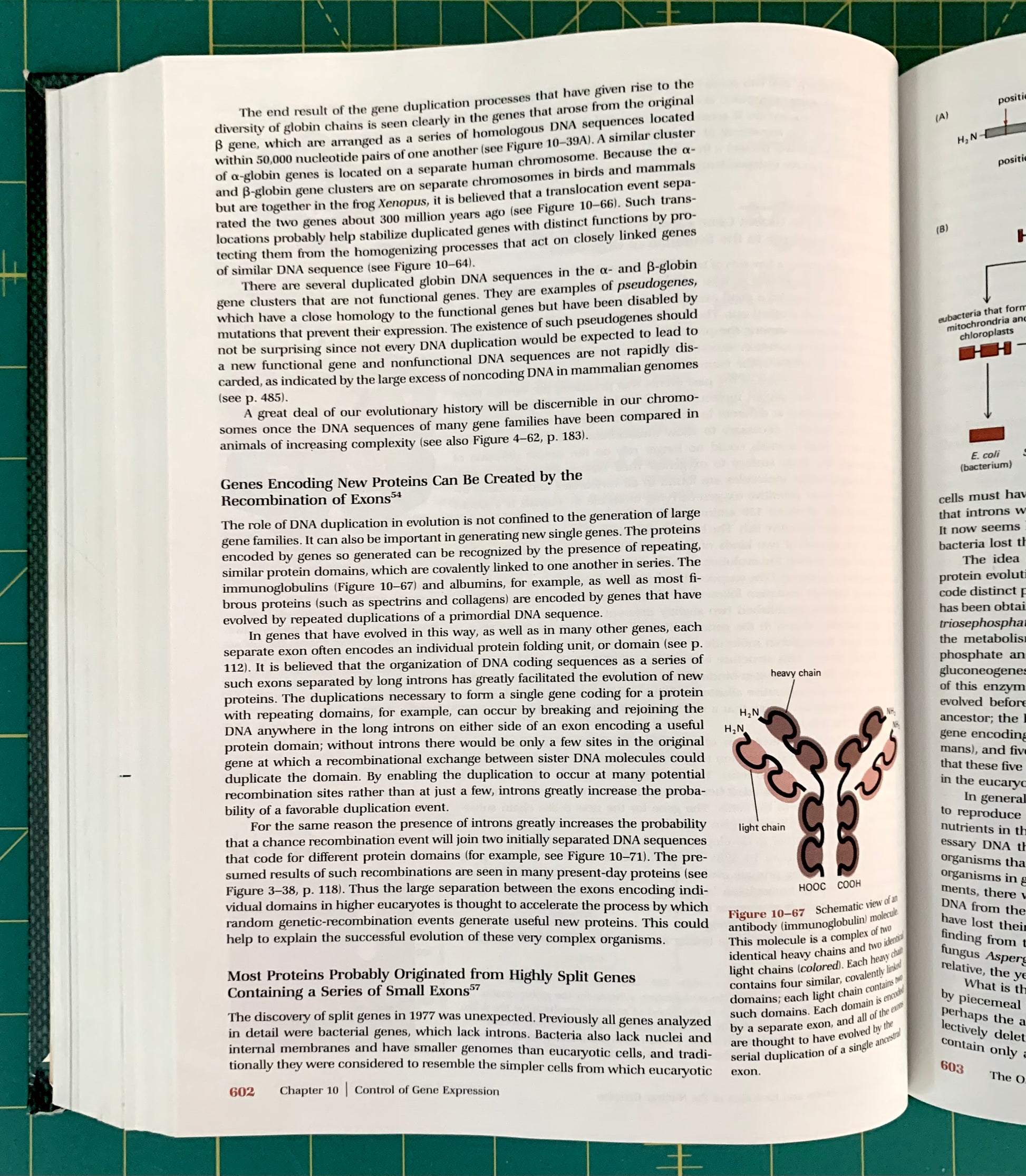 An open book showing a biology text page with paragraphs of text, diagrams, and a small black-and-white illustration of a antibody on the right page, photographed on a green grid surface.
[additional_image_link]