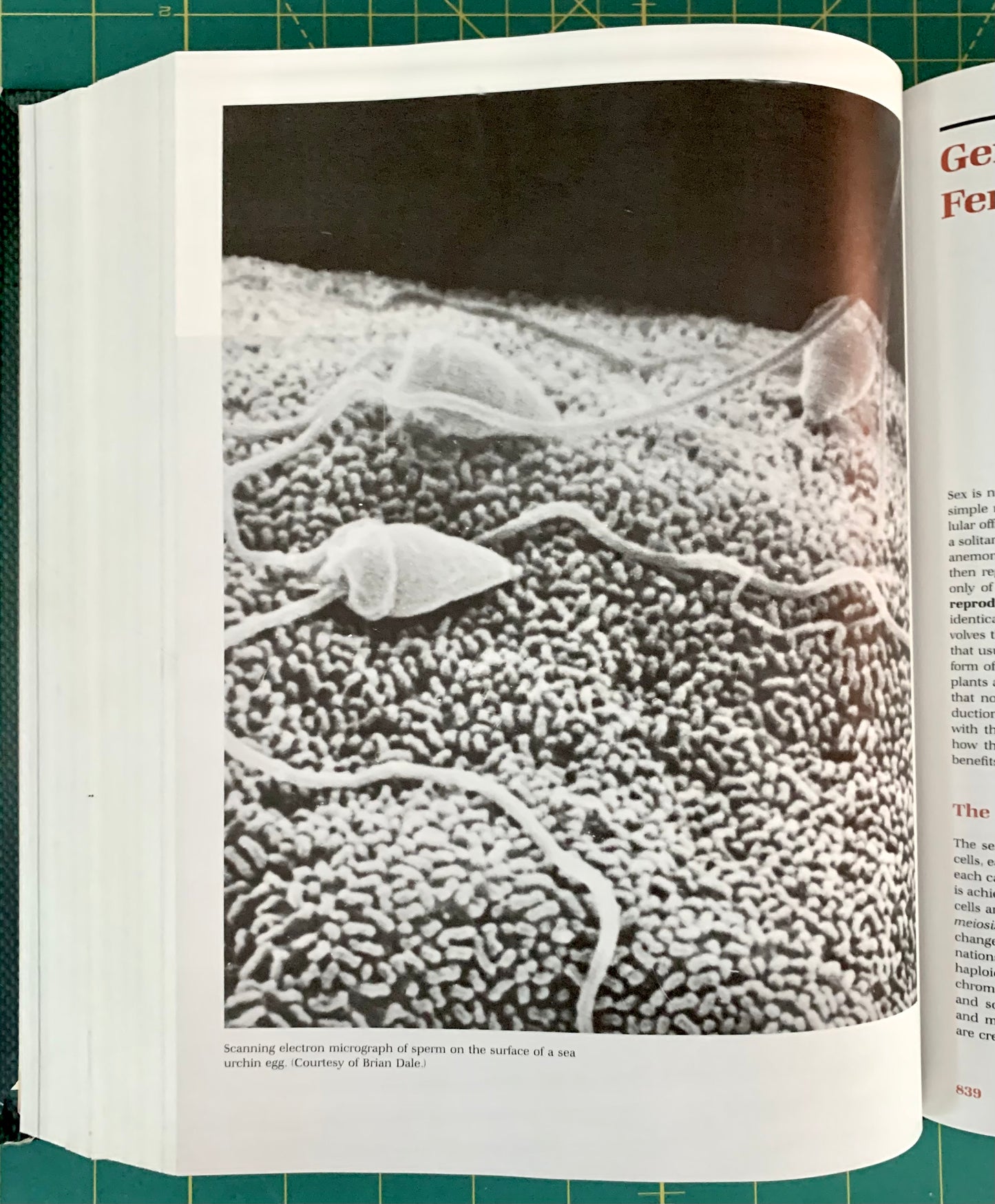 An open book showing a black-and-white scientific micrograph of sperm on a textured surface, with printed text visible on both pages, photographed on a green cutting mat.
[additional_image_link]