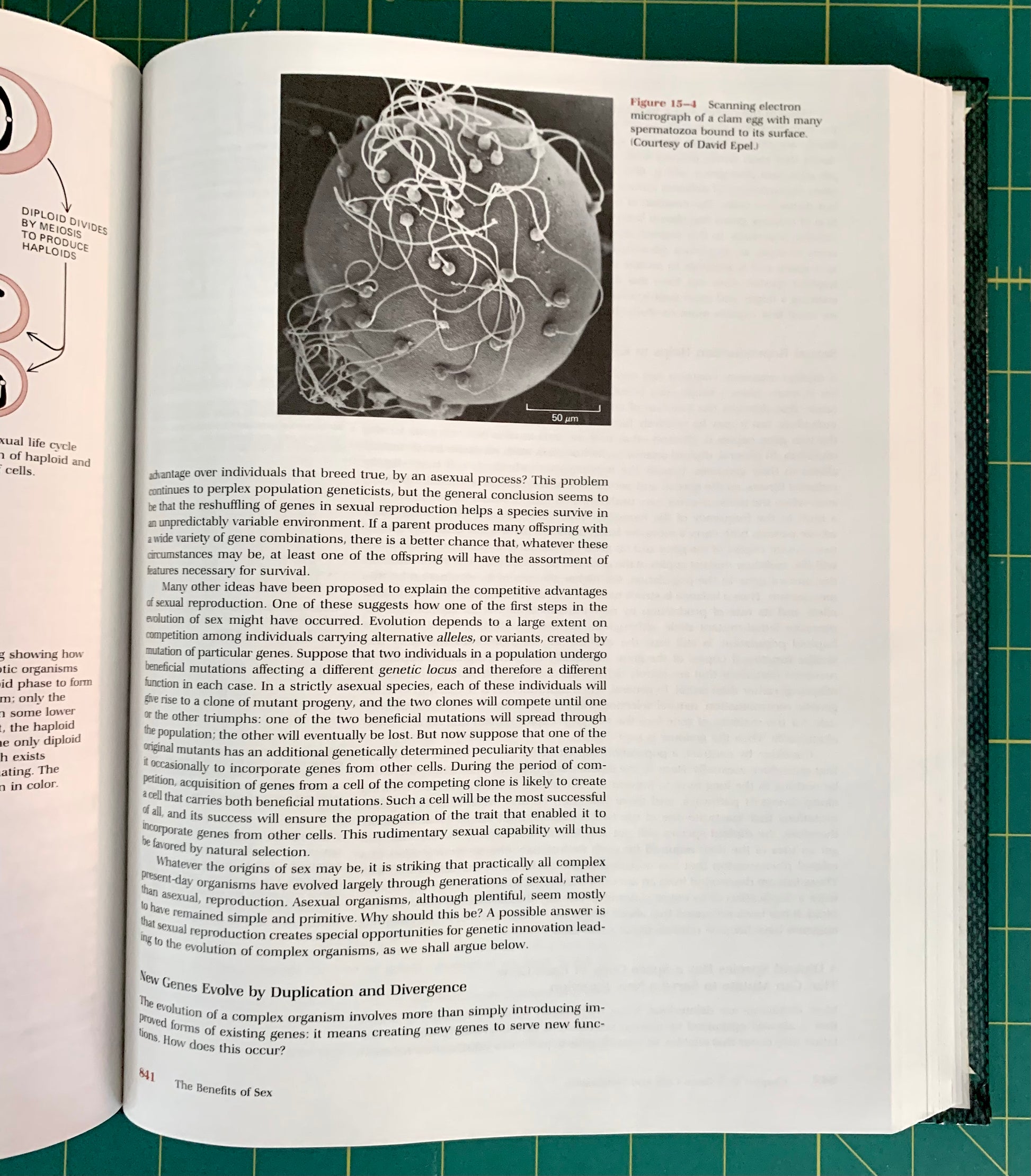 An open book showing printed pages with text and a black-and-white scientific illustration, photographed from above on a green cutting mat background.
[additional_image_link]