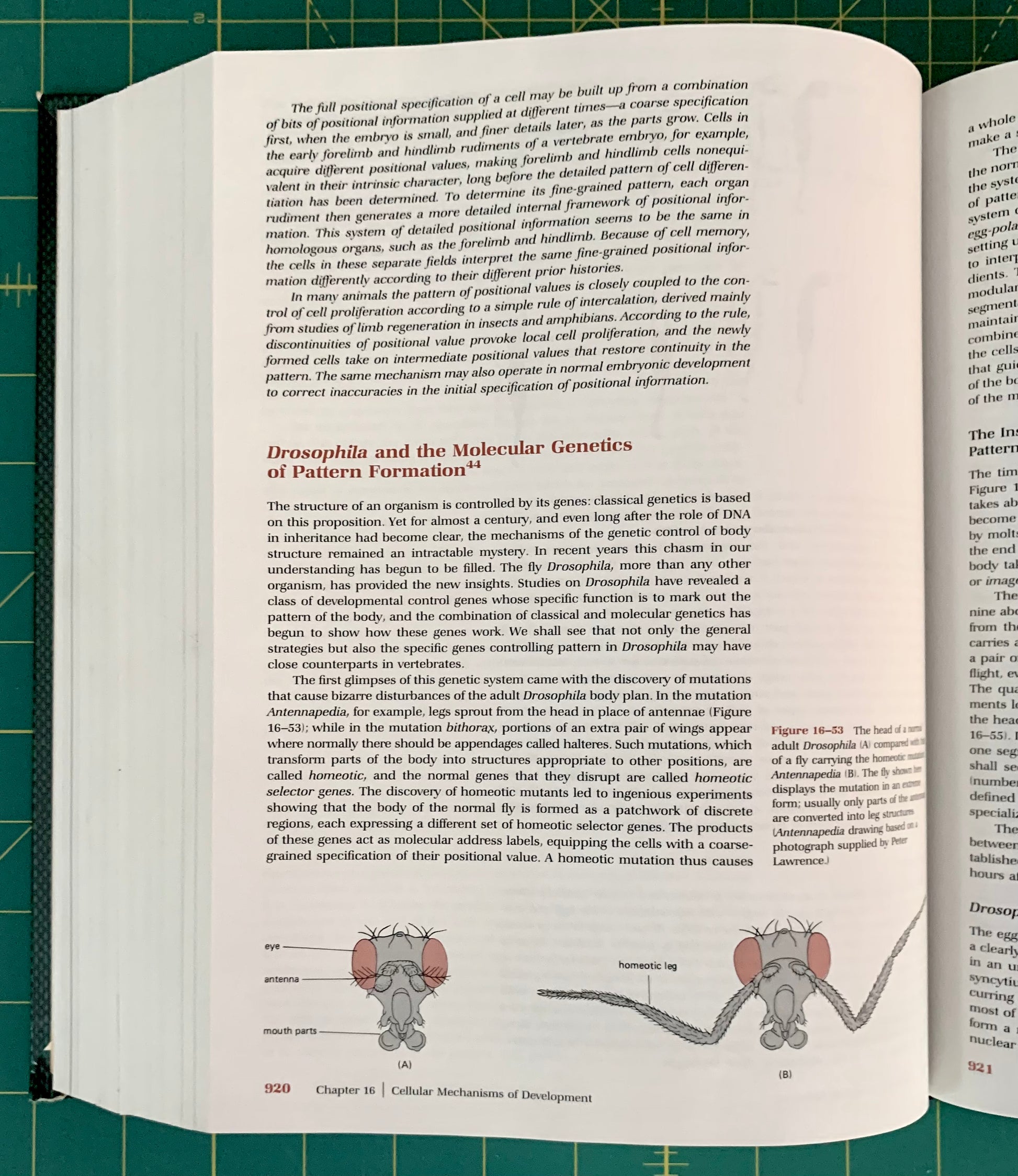 An open book showing printed text and diagrams about Drosophila and molecular genetics, photographed on a green cutting mat background.
[additional_image_link]