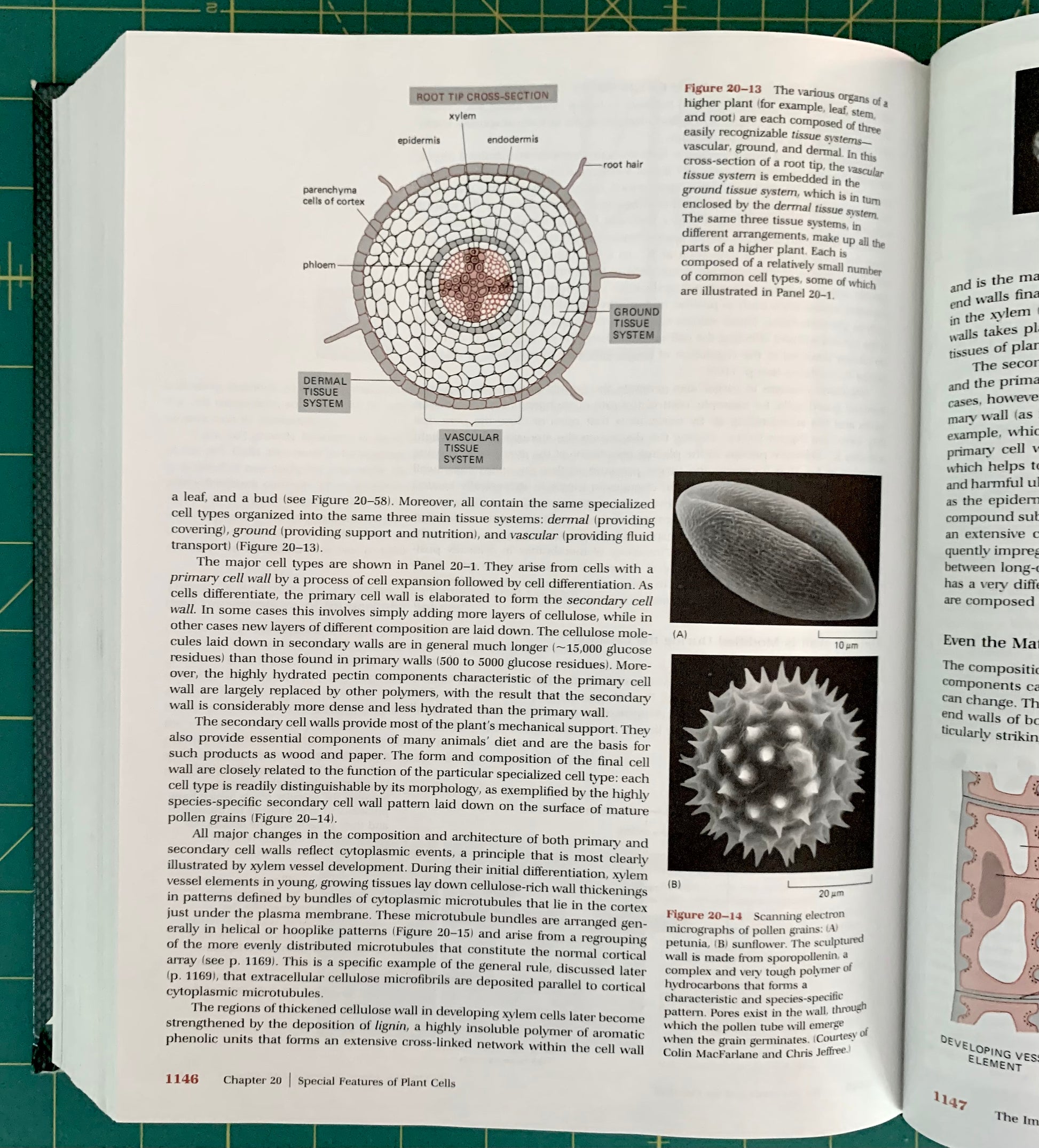 An open book showing printed pages with diagrams and text about plant cells, photographed on a green cutting mat background.
[additional_image_link]