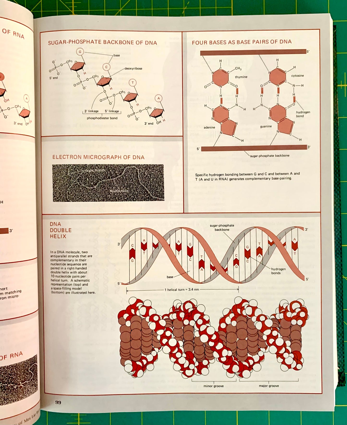 An open book showing detailed scientific diagrams of DNA structure, including sugar-phosphate backbones, four base pairs, an electron micrograph, and a double helix model, photographed on a green cutting mat.
[additional_image_link]