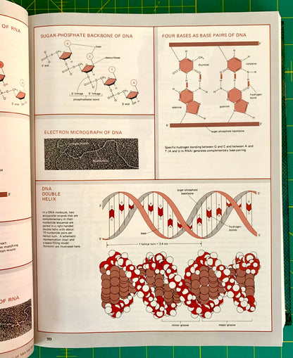 An open book showing detailed scientific diagrams of DNA structure, including sugar-phosphate backbones, four base pairs, an electron micrograph, and a double helix model, photographed on a green cutting mat.
[additional_image_link]