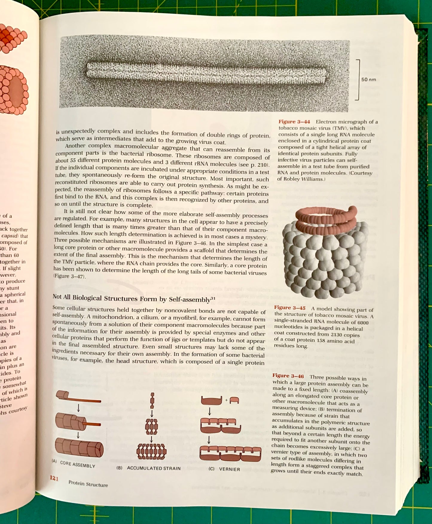 An open biology textbook spread showing printed text, diagrams, and a small molecular model on the right page, photographed against a green background.
[additional_image_link]
