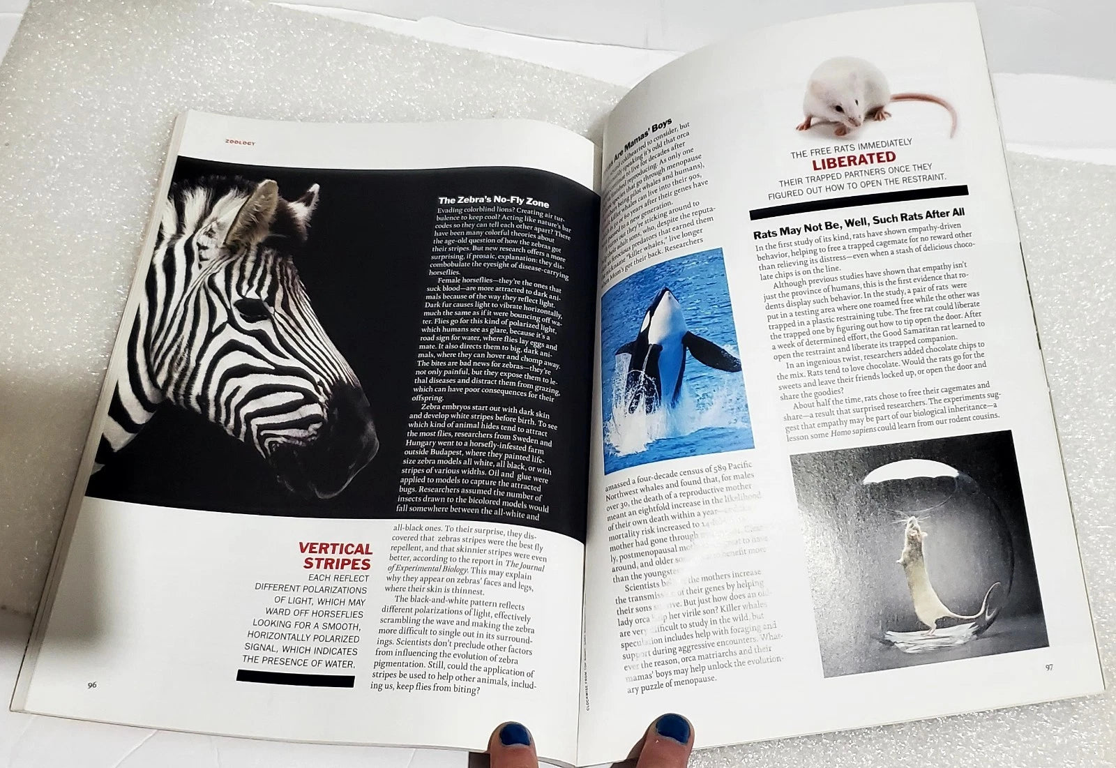 An open printed magazine or book spread laid on a light surface, showing animal photographs and text pages. A zebra head dominates the left page, with a penguin and other images on the right page.
[additional_image_link]